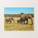 Recherche de masai mara Éléphants