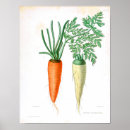 Recherche de vintage botanical posters Vegetable