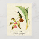 Recherche de orchidée tropicale cartes postales Nature