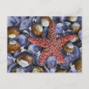 Recherche de palourdes cartes postales Bleu