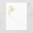 Recherche de freesia cartes postales Botanique