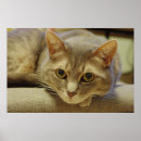 Recherche de neda Animal