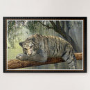 Recherche de tigre blanc puzzles Nature