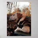 Recherche de chasse canard posters Labrador