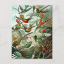 Recherche de haeckel cartes postales Trochilidae