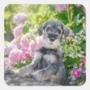 Recherche de chien de schnauzer autocollants Mignon