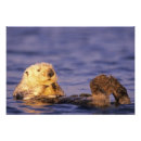 Recherche de loutre mignonne posters Drôle