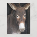 Recherche de ânes cartes postales Animaux