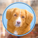 Recherche de péage Chien