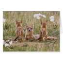 Recherche de velo cartes postales Renard