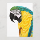 Recherche de oiseau perroquet cartes postales Animal