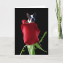Recherche de rose rouge rouge vœux cartes Romance