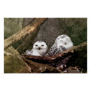 Recherche de chouette art Amoureux des oiseaux