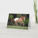 Zoek naar appaloosa paard kaarten Lopend