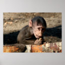 Recherche de jeune animal posters Singe