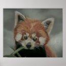 Recherche de panda rouge art Peinture