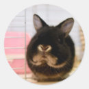 Recherche de lapin noir autocollants Mignon
