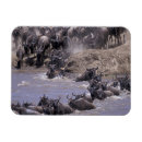 Zoek naar kenia magneten Nationaal park