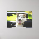 Recherche de chien enroué Dehors