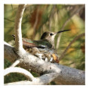 Zoek naar kolibrie posters Afdrukken