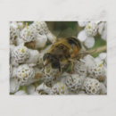 Recherche de abeille miel cartes postales Jardin