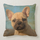 Zoek naar franse buldog kussens Puppy