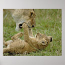 Zoek naar leeuw baby posters Kat