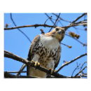 Recherche de faucon art Photographie de la faune