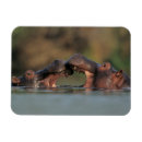 Recherche de hippopotame magnets Animal