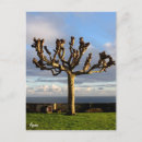 Zoek naar eenzame boom briefkaarten Wolken