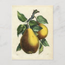 Recherche de poires cartes postales Feuille