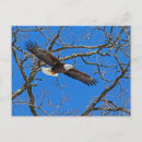 Recherche de envergure cartes postales Faune