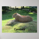 Zoek naar knaagdieren posters Wild
