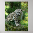 Recherche de léopards de neige posters Sauvage