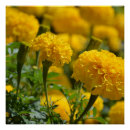Recherche de macro posters Floral