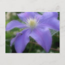 Recherche de clematis cartes postales Nature