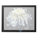 Recherche de chrysanthèmes blancs Bouquet
