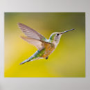 Recherche de vue de côté posters Oiseau