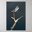 Zoek naar libel posters Insecten