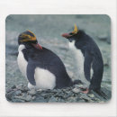 Recherche de macaronis Pingouin