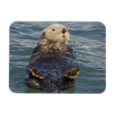 Recherche de loutre magnets Alaska