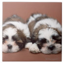 Recherche de vue face carreaux Animal