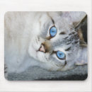 Recherche de siamois tapis souris Bleu