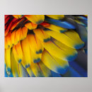 Recherche de scarlett posters Macaw