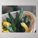 Recherche de courgette art Courge d'été