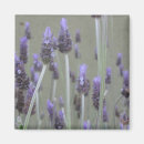 Recherche de lavendar magnets Fleurs