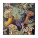 Recherche de espèces carreaux Botanique