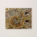 Recherche de fossile puzzles Ammonite