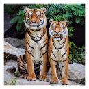 Recherche de de tigre posters Rayures
