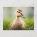 Recherche de focale cartes postales Faune